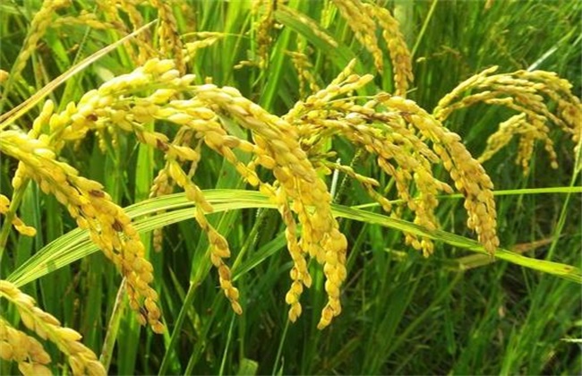 NPK Fertilizers